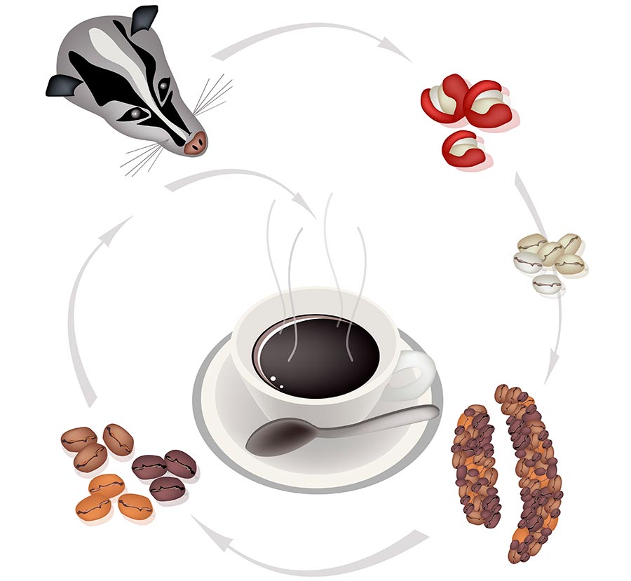 Illustrasjon av prosessen der en civet spiser kaffebær som til slutt ender opp i en kopp kaffe.