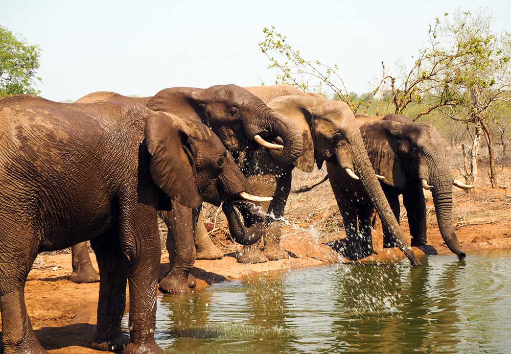 Elefanter i vannkanten.
