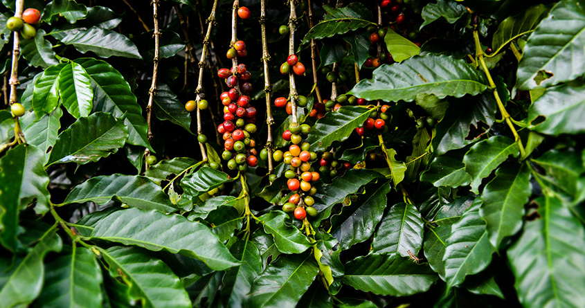Mange modne kaffebær henger på kaffetrær
