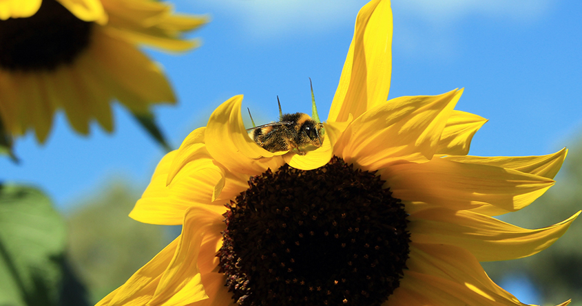 En bie sitter på en solsikke