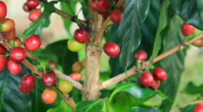 Kaffebær på en kaffebusk