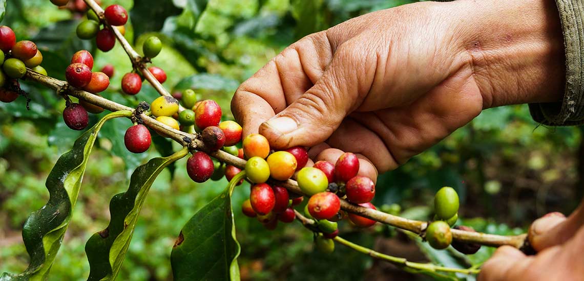 To hender holder en kaffebusk med både gule og røde kaffebær. 
