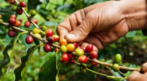 En hånd plukker kaffebær fra en gren.