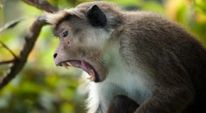 En ape sees i profil med vidåpen munn.