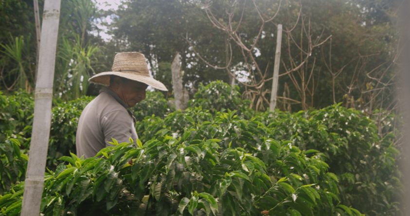 Joel Papamija på kaffefarm