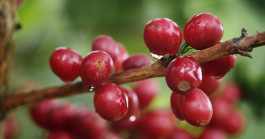 Kaffebær