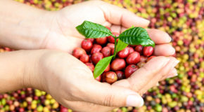 To hender holder røde kaffebar, hvorfra det vokser en liten grønn kaffeplante.