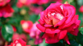 Nærbilde av en rose som blomstrer