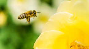 En bie på vei mot en blomst.