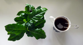En kaffeplante (Coffea Arabica) står ved siden av en kopp kaffe, laget med kaffeposer.