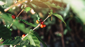 Kaffebær på en robusta-plante.
