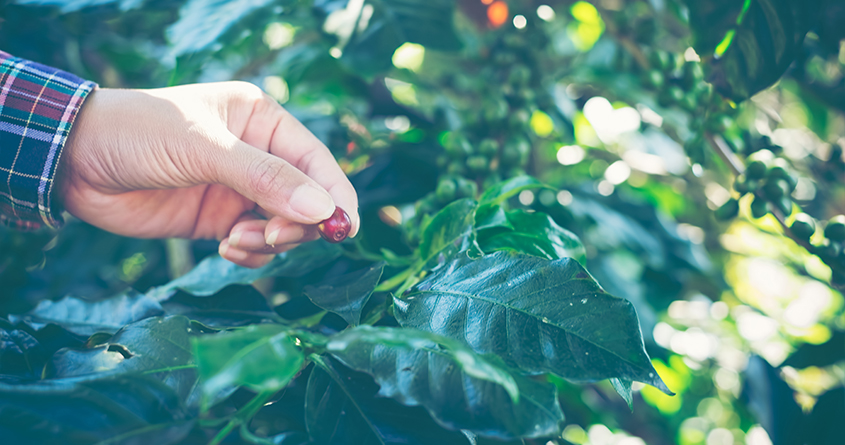 En hånd plukker et modent kaffebær fra en robusta-plante.