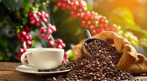 En kopp med robusta-kaffe står på et bord sammen med kaffebønner, og et kaffetre med kaffebær er i bakgrunnen