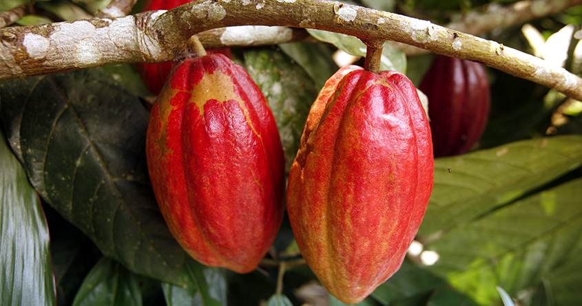 Røde kakaofrukter som vokser direkte på trestammen.