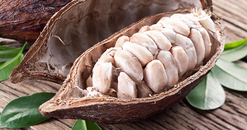 Modne kakaofrukter ligger på en bord, hvor den ene er åpnet og man ser de hvite kakaobønnene.