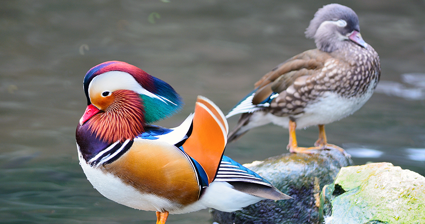 To mandarinender, en hann og en hunn, står ved et vann.