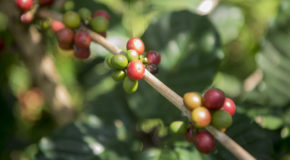 Et kaffetre, Coffea liberica, har både modne og umodne kaffebær.