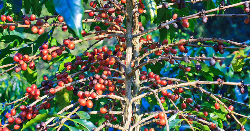 Et kaffetre har mange modne kaffebær
