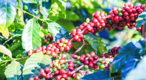 Modne kaffebær på et robusta-kaffetre.