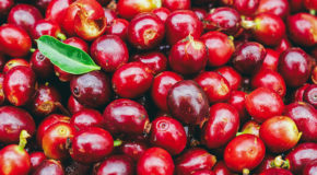 Cascara er tørkede kaffebær – det som blir igjen etter at man har fjernet kaffebønnene.