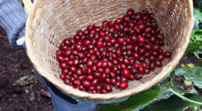 En kaffebonde står med en kurv fylt opp med røde kaffebær, også kalt cascara.