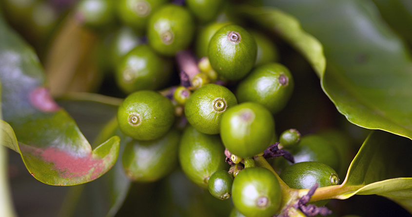 Nærbilde av grønne kaffebønner