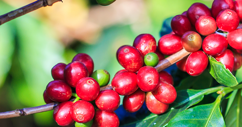 Nærbilde av røde og modne kaffebær på en grein