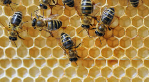 Manger bier lager honning