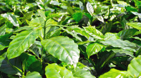 Nærbilde av kaffeplanter i en kaffeplantasje