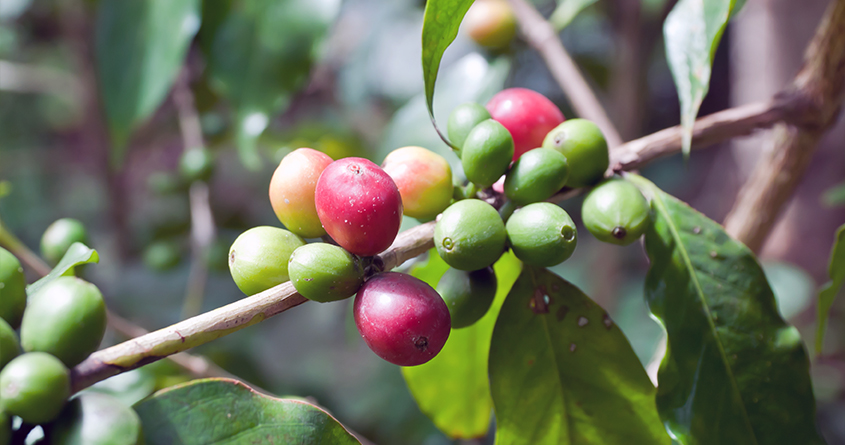 Nærbilde av arabica-kaffebønner