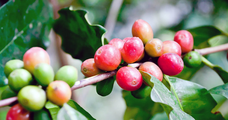 Kan Coffea stenophylla bli den neste arabica? Alt du vil vite om kaffe