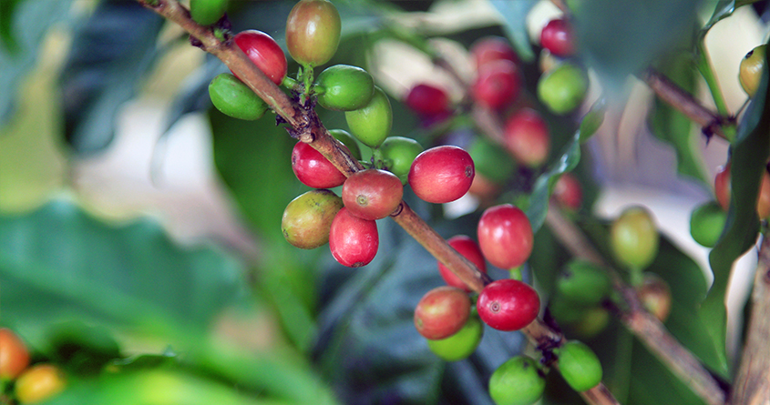 Bilde av Coffea Stenophylla-kaffebær på en gren