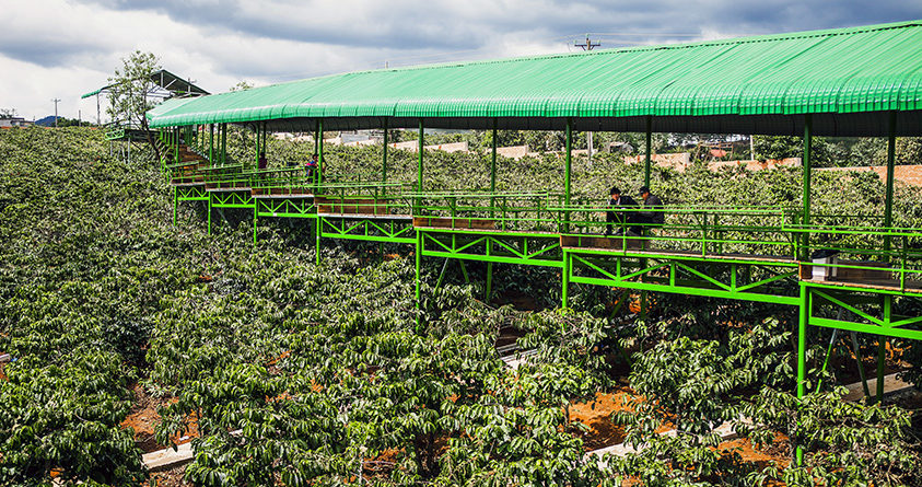 Bilde av en kaffefarm i Vietnam