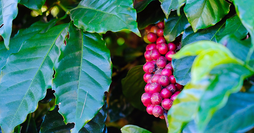 Nærbilde av modne kaffebær på et kaffetre