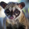 Bilde av kattedyret Kopi Luwak