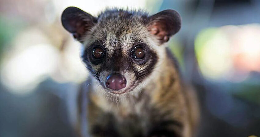 Bilde av kattedyret Kopi Luwak