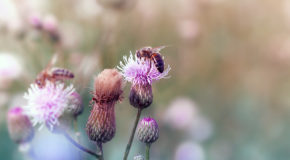 Et par bier suger nektar fra tistler