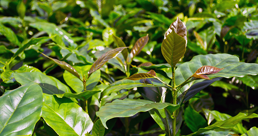 Bilde av mange unge kaffetrær med grønne, friske kaffeblader