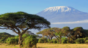 En savanne i Tanzania med Kilimanjaro i bakgrunnen.