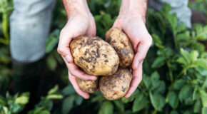 En person holder fire poteter i hendene