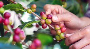 En person plukker modne kaffebær fra et kaffetre