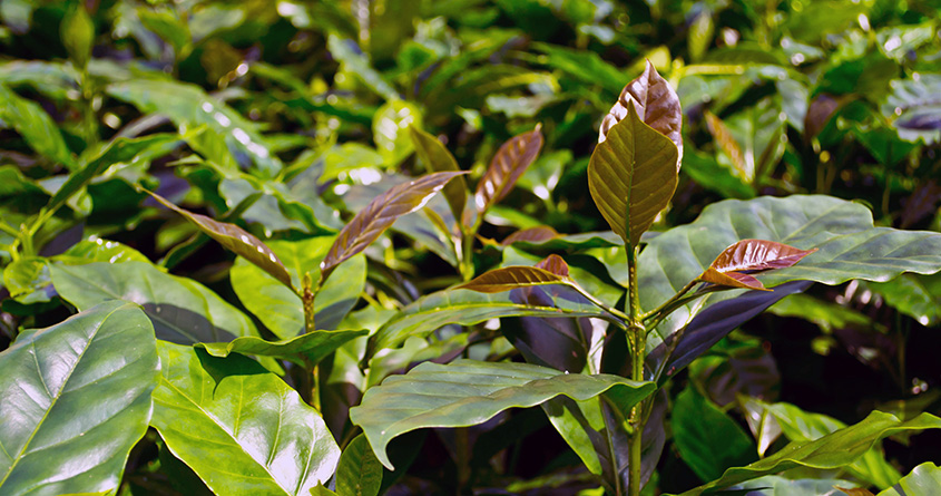 Mange små kaffeplanter med grønne blader vokser ute i natuen