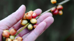En hånd holder rundt noen robusta-kaffebønner som fortsatt henger på treet