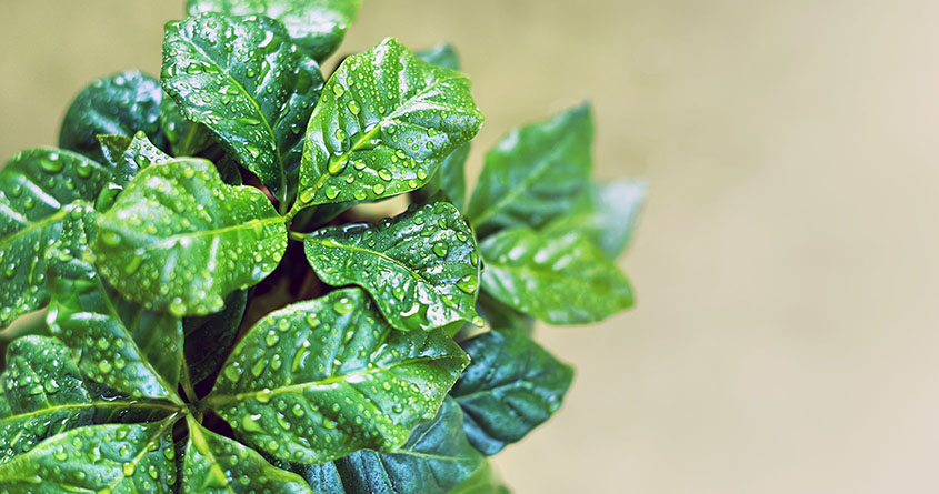 En kaffeplante har vanndråper på bladene etter å ha fått en dusj