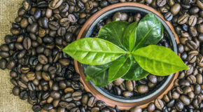 En liten kaffeplante er i en potte dekket av kaffebønner