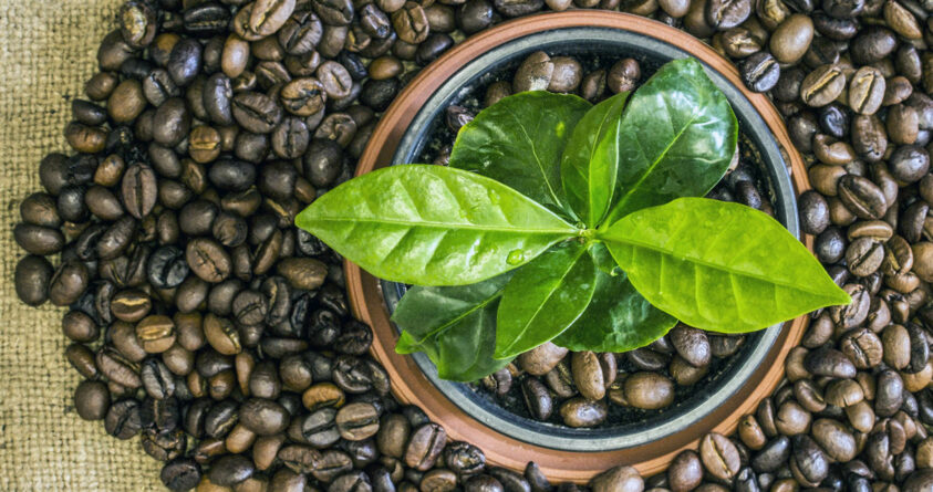 En liten kaffeplante er i en potte dekket av kaffebønner