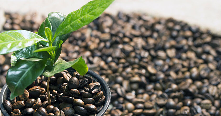 Slik dyrker du ditt eget kaffetre! | Alt du vil vite om kaffe