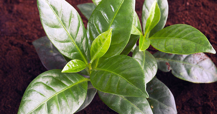 Nærbilde av bladene på en kaffeplante