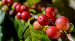 Mange røde kaffebær henger på et kaffetre