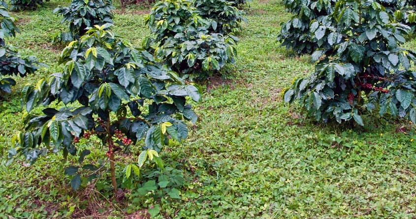 Mange laurina-kaffetrær dyrkes på en kaffeplantasje